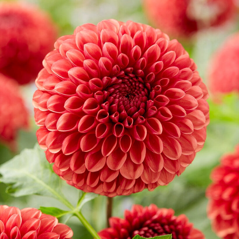 Dahlia Boll Copper Boy 1-pack NYHET